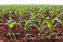 pictures of gmo food maize